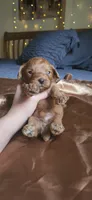 Biscoff, a male Cavapoo for sale in Kansas City, MO – 4 of 10