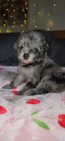 Tiny Toy , a female Miniature Schnauzer for sale in Kansas City, MO – 10 of 10