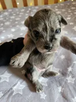 Stormy , a female Miniature Schnauzer for sale in Kansas City, MO – Photo 5 of 9