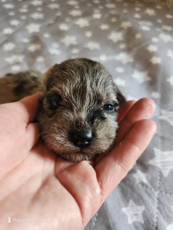 Stormy  – Miniature Schnauzer puppy for sale in Kansas City, MO