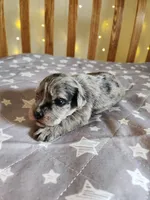 Stormy , a female Miniature Schnauzer for sale in Kansas City, MO – Photo 1 of 9