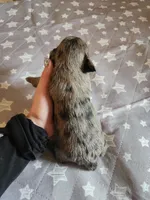 Stormy , a female Miniature Schnauzer for sale in Kansas City, MO – Photo 7 of 9