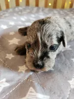 Stormy , a female Miniature Schnauzer for sale in Kansas City, MO – Photo 6 of 9