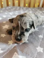 Stormy , a female Miniature Schnauzer for sale in Kansas City, MO – Photo 9 of 9