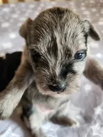 Stormy , a female Miniature Schnauzer for sale in Kansas City, MO – Photo 2 of 9