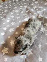 Stormy , a female Miniature Schnauzer for sale in Kansas City, MO – Photo 8 of 9