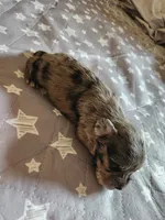 Stormy , a female Miniature Schnauzer for sale in Kansas City, MO – Photo 3 of 9