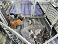 Ridge, a male Miniature Schnauzer for sale in Kansas City, MO – 9 of 10