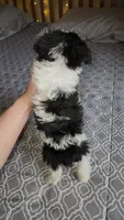 Harbor , a female Miniature Schnauzer for sale in Kansas City, MO – 9 of 10