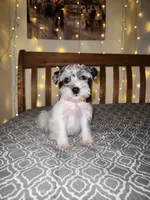 Ivy , a female Miniature Schnauzer for sale in Kansas City, MO – 2 of 9