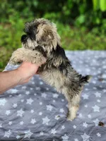Timber , a male Miniature Schnauzer for sale in Kansas City, MO – 4 of 9