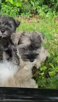 Timber , a male Miniature Schnauzer for sale in Kansas City, MO – 3 of 9