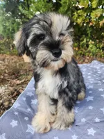 Apollo , a female Miniature Schnauzer for sale in Kansas City, MO – 3 of 10