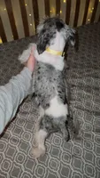 Ivy Bell, a female Miniature Schnauzer for sale in Kansas City, MO – 4 of 5