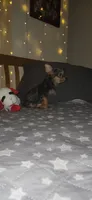 Elio, a male Yorkshire Terrier for sale in Kansas City, MO – 5 of 7