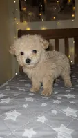 Peanut , a male Maltipoo and Poodle - Toy  for sale in Kansas City, MO – 4 of 10