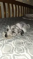 Ivy , a female Miniature Schnauzer for sale in Kansas City, MO – 4 of 9