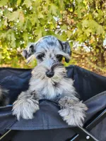 Bonnie, a female Miniature Schnauzer for sale in Springfield, MO – 2 of 10