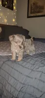 Minky, a female Miniature Schnauzer for sale in Kansas City, MO – 2 of 10