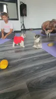 Bandana , a male Miniature Schnauzer for sale in Kansas City, MO – 3 of 10