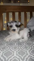 Ridge , a male Miniature Schnauzer for sale in Kansas City, MO – 8 of 10