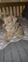 Minky, a female Miniature Schnauzer for sale in Kansas City, MO – 7 of 10