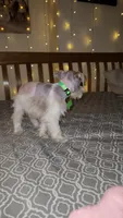 Bandana , a male Miniature Schnauzer for sale in Kansas City, MO – 7 of 7