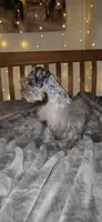 Blaze , a male Miniature Schnauzer for sale in Springfield, MO – 6 of 10