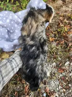 Apollo , a male Miniature Schnauzer for sale in Springfield, MO – 10 of 10