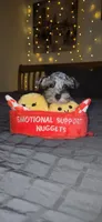 Tiny Toy , a female Miniature Schnauzer for sale in Kansas City, MO – 7 of 9
