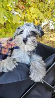 Bonnie, a female Miniature Schnauzer for sale in Springfield, MO – 3 of 10
