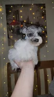 Ridge , a male Miniature Schnauzer for sale in Kansas City, MO – 2 of 10