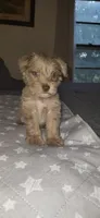 Minky, a female Miniature Schnauzer for sale in Kansas City, MO – 3 of 10