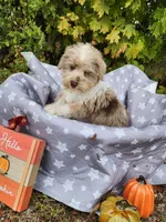 Niko, a male Miniature Schnauzer for sale in Kansas City, MO – 6 of 10