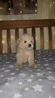 Peanut , a male Maltipoo and Poodle - Toy  for sale in Kansas City, MO – 7 of 10