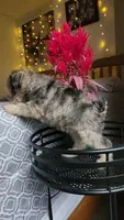 Brook, a female Miniature Schnauzer for sale in Kansas City, MO – 3 of 10