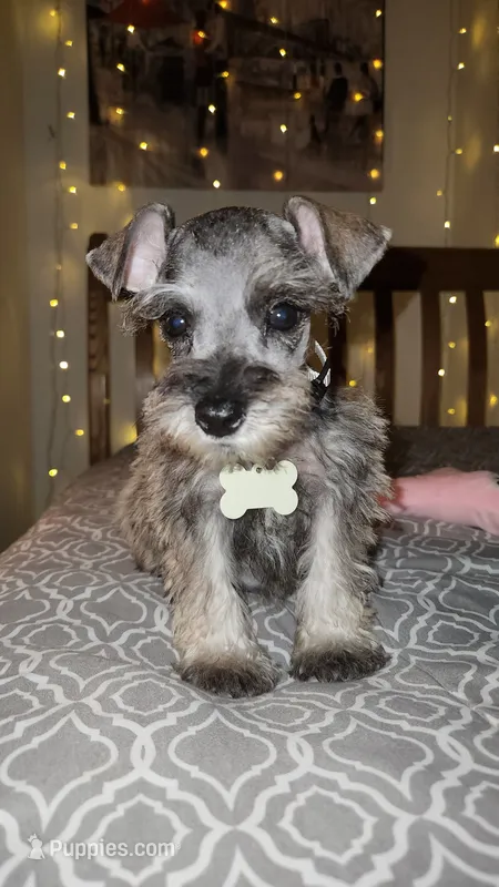 Toy Rain – Miniature Schnauzer puppy for sale in Kansas City, MO