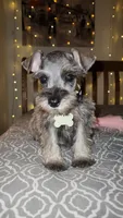Toy Rain, a female Miniature Schnauzer for sale in Kansas City, MO – 1 of 7