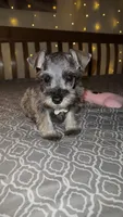 Toy Rain, a female Miniature Schnauzer for sale in Kansas City, MO – 5 of 7