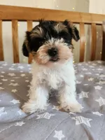 Flint , a male Yorkshire Terrier for sale in Kansas City, MO – Photo 7 of 10