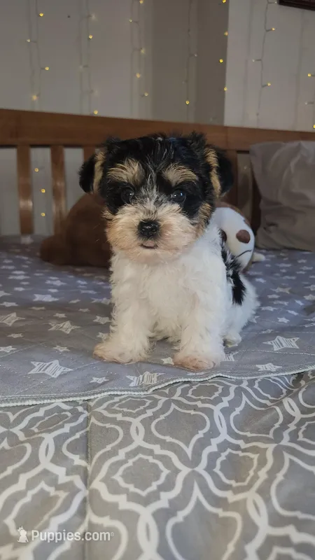 Flint  – Yorkshire Terrier puppy for sale in Kansas City, MO