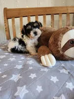 Flint , a male Yorkshire Terrier for sale in Kansas City, MO – Photo 9 of 10