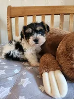 Flint , a male Yorkshire Terrier for sale in Kansas City, MO – Photo 8 of 10