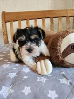 Flint , a male Yorkshire Terrier for sale in Kansas City, MO – Photo 10 of 10