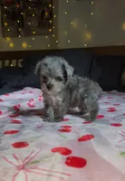 Tiny Toy, a male Miniature Schnauzer for sale in Kansas City, MO – 7 of 10