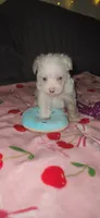 Twinkle , a female Miniature Schnauzer for sale in Kansas City, MO – 4 of 10