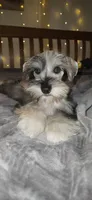 Apollo , a male Miniature Schnauzer for sale in Springfield, MO – 3 of 10