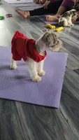 Bandana , a male Miniature Schnauzer for sale in Kansas City, MO – 8 of 10
