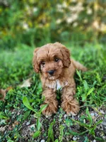 Bear , a male Cavapoo for sale in Kansas City, MO – 8 of 9