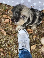 Misha , a male Miniature Schnauzer for sale in Kansas City, MO – 5 of 10